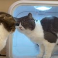 『心配ニャ…』ドライヤーハウスの息子猫くんを心配するパパ猫さん