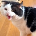 『野良歴10年』の老猫を保護→部屋に入るたびに威嚇されていたけど…1年…