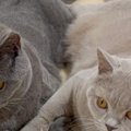 くっつく2匹の猫→『前足』と『しっぽ』を見てみたら…とんでもなく尊い…