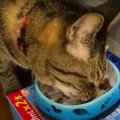 薬が苦手な猫ちゃんにも効果覿面？！スムーズに飲ませる方法とは？