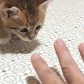 毛を逆立てながら『恐る恐る近づいてきた子猫』→手に向かって…尊すぎる光…
