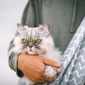 猫に『スリングタイプ』のキャリーバッグを使っても大丈夫？安全な選…