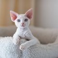 ユニークな『異名』を持つ猫種4選　それぞれの特徴や魅力を伝えてくれ…