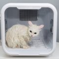しっかり検討すべき、猫のための『大型家具・高級家電』3選　衝動買い…
