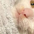 猫生初のお風呂に入った子猫→タオルで『おくるみ』したら…『絶妙な表情』…