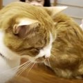 浮気してごめんね！猫カフェスタイルでお詫びのおやつ