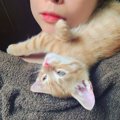 猫がやたらと頭をスリスリするときの可愛い理由