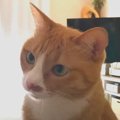 『それはなに？』プチプチの音を不思議そうに聞く猫ちゃん