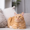 猫が『どうしても許せない』と感じる人間の習慣5つ　嫌がる理由や改善…