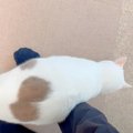 仕事へ行こうとしたら、ネコが足の甲に乗ってきて…絶対にスルーできな…
