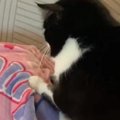 『羨ましい』お昼寝中の子どものそばで…猫がしていた『予想外の行動』…