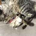 猫が丸くなって眠る理由4つ