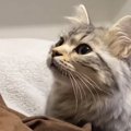 猫が『ごはん』という言葉を覚えた結果…飼い主が声をかけたときの『可愛す…