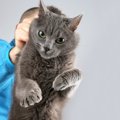 猫への『虐待』を目の当たりにしてしまったら…事例と私たちができること4つ