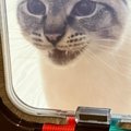 『開けて～』猫ドアの仕組みを理解していないネコ→可愛すぎる瞬間に22…