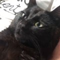パパの体の上でくつろぐ黒猫→『謎のポーズ』で固まって…まさかの光景に笑…