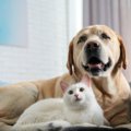 犬みたいな猫ってどんな性格？犬みたいな猫の特徴とその猫種をご紹介