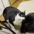 もしかしたら…。お姉ちゃんを大きい猫だと思ってる猫さん？！