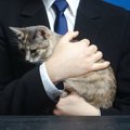 猫のいる会社で働きたい！一緒に働く方法をご紹介