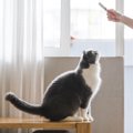 猫が夢中になる『おやつ』3選！大人気のウェットタイプのおやつに心を…