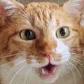 口をぱかっと開ける猫→となりにいる『ぬいぐるみ』を見てみると…思わずニ…
