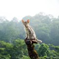 「山に住み着いた猫たち」を目当てに、登山客が増加中　一方で生態系…