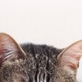 猫の『耳のお手入れ』サボるとどうなる？起こり得る3つのトラブルとケアの…