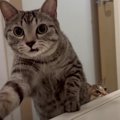 お風呂で溺れたフリをする飼い主さん…！猫ちゃんたちは助けてくれるの…