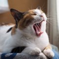 会話は成立する？！猫が使い分けている鳴き方５つ