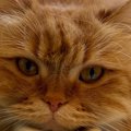暑い夏、お風呂場をのぞくと『猫』が…あまりにも可愛すぎる『脱力しき…