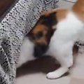 「すごいマジック」こたつの中に入っていった三毛猫→次の瞬間…まさかの光…