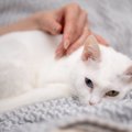 猫が『悲しい』と感じているときに見せるサイン3つ　見分けるポイント…