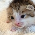 目が完全に開いてきた赤ちゃん猫→『となりにいる子』は…可愛すぎる瞬間に…