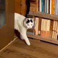 『自動でご飯が出てくる機械』の前に待機するネコ→２分後…驚くほど『賢い…