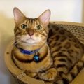 『どうすればいいにゃ？』猫じゃらしを取る方法を考える猫くん