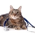 ある日突然…？猫の心筋症は“静かに進行”する心臓の病気。早期発見のポイン…
