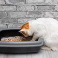 愛猫の『ウンチ』は健康のバロメーター！いいウンチ・悪いウンチ、それぞ…