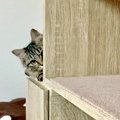 猫も照れることがある？５つの仕草や行動