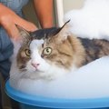 大型猫を高級シャンプーで『１年ぶりに洗った』結果…驚きの光景が49万…
