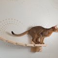 急にフリーズ！猫がためらっちゃう8つの事