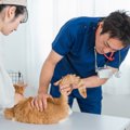 猫の『おしりから液体が出る』ときに考えられる原因4つ　放置しても大丈夫…