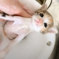 『汚れていた3匹の子猫』をシャンプーすると…お湯の色が変化する様子と『…