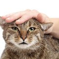 猫に『頼りない…』と思わせてしまう人の4つの特徴　愛猫はこんなことにガ…