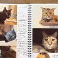 スタッフが、保護猫１匹１匹の様子を“手作り日記”に書いたら…『あまりにも…