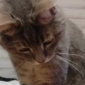 猫の前に『ペットボトルの蓋』を転がすと…あまりにも独特な『まさかのポー…