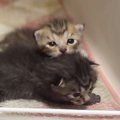ケージの扉を開けると、赤ちゃん猫たちがわらわらと出てきて…ほっこり…