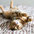 猫の『ご機嫌がよくなる』3つの方法！こんな仕草をしたら大成功♡