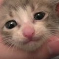 仕事先で捨てられていた子猫をつれて帰って『水責め』した結果…1253万…