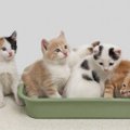 猫の多頭飼いをはじめたら『システムトイレ』がおすすめ