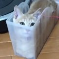 透明のケースに入る子猫→体勢を変えていくうちに…とんでもない『変顔にな…